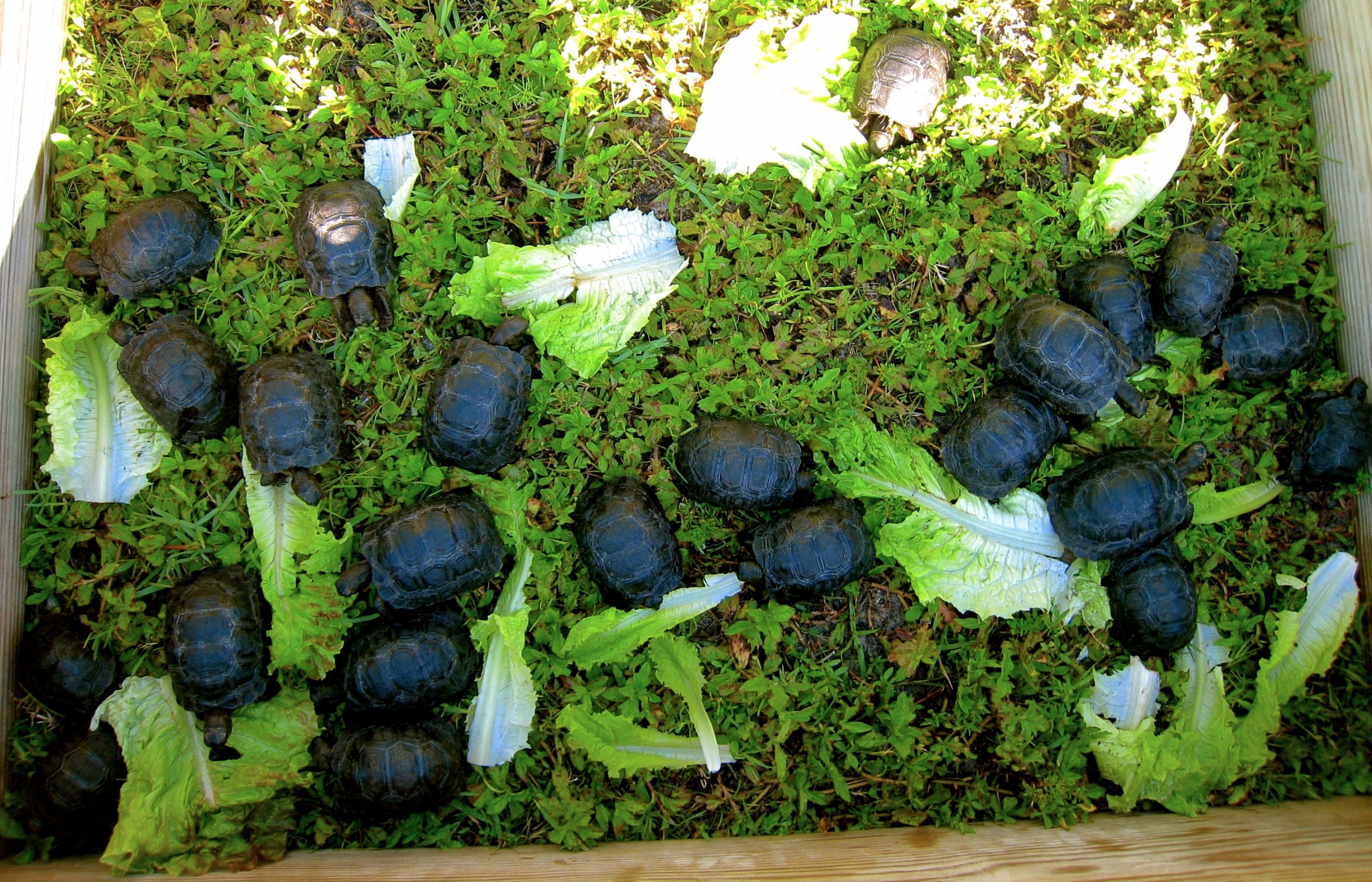 ALDABRA BREEDER