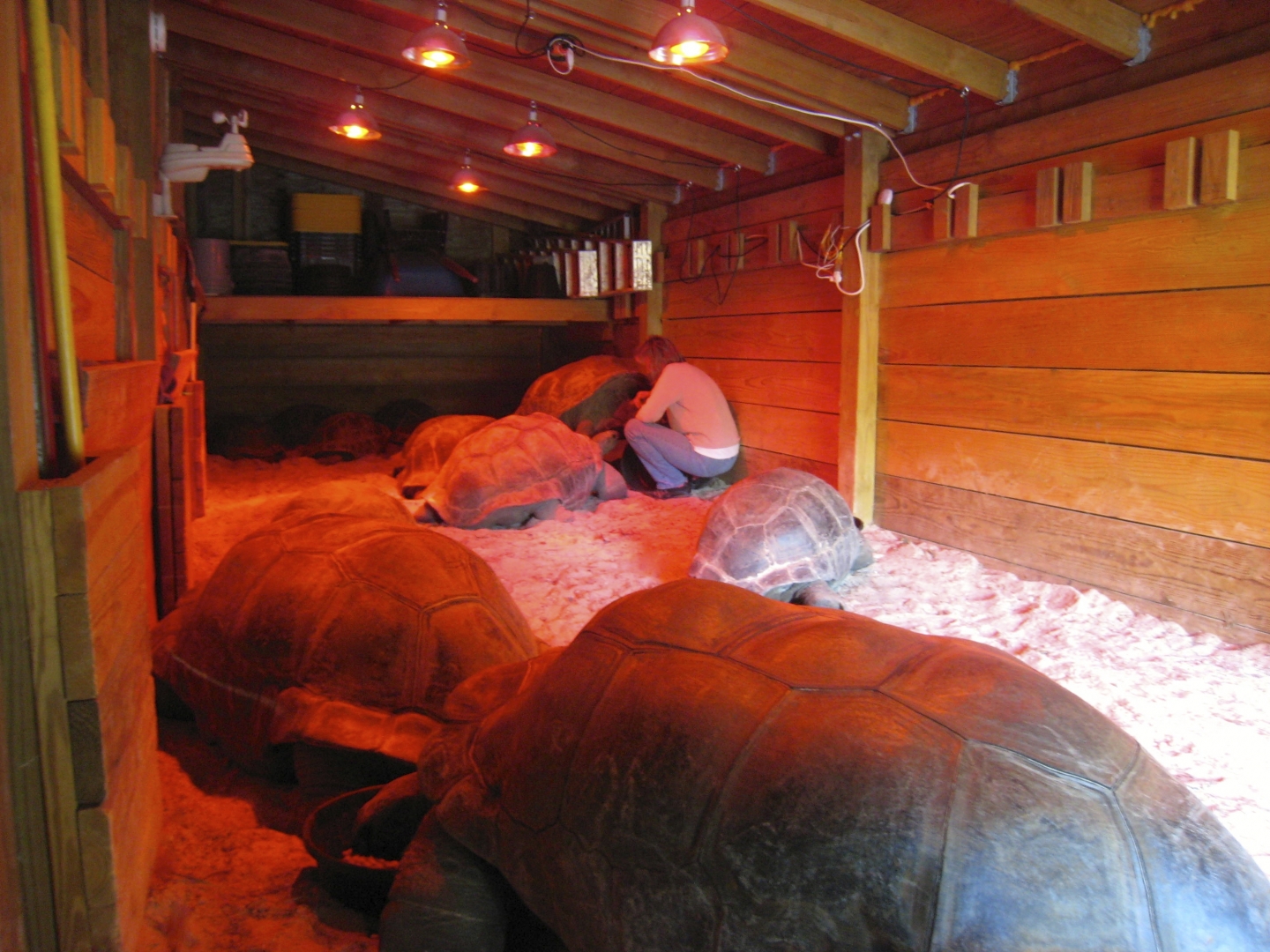 ALDABRA BREEDER