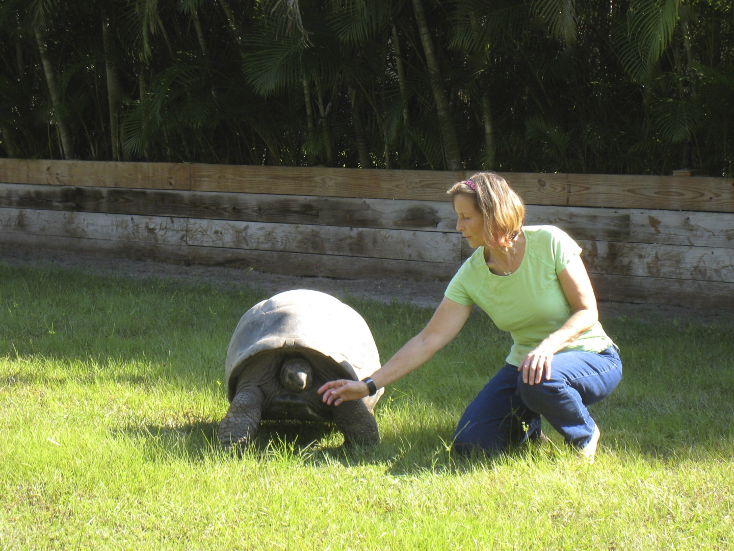 ALDABRA BREEDER