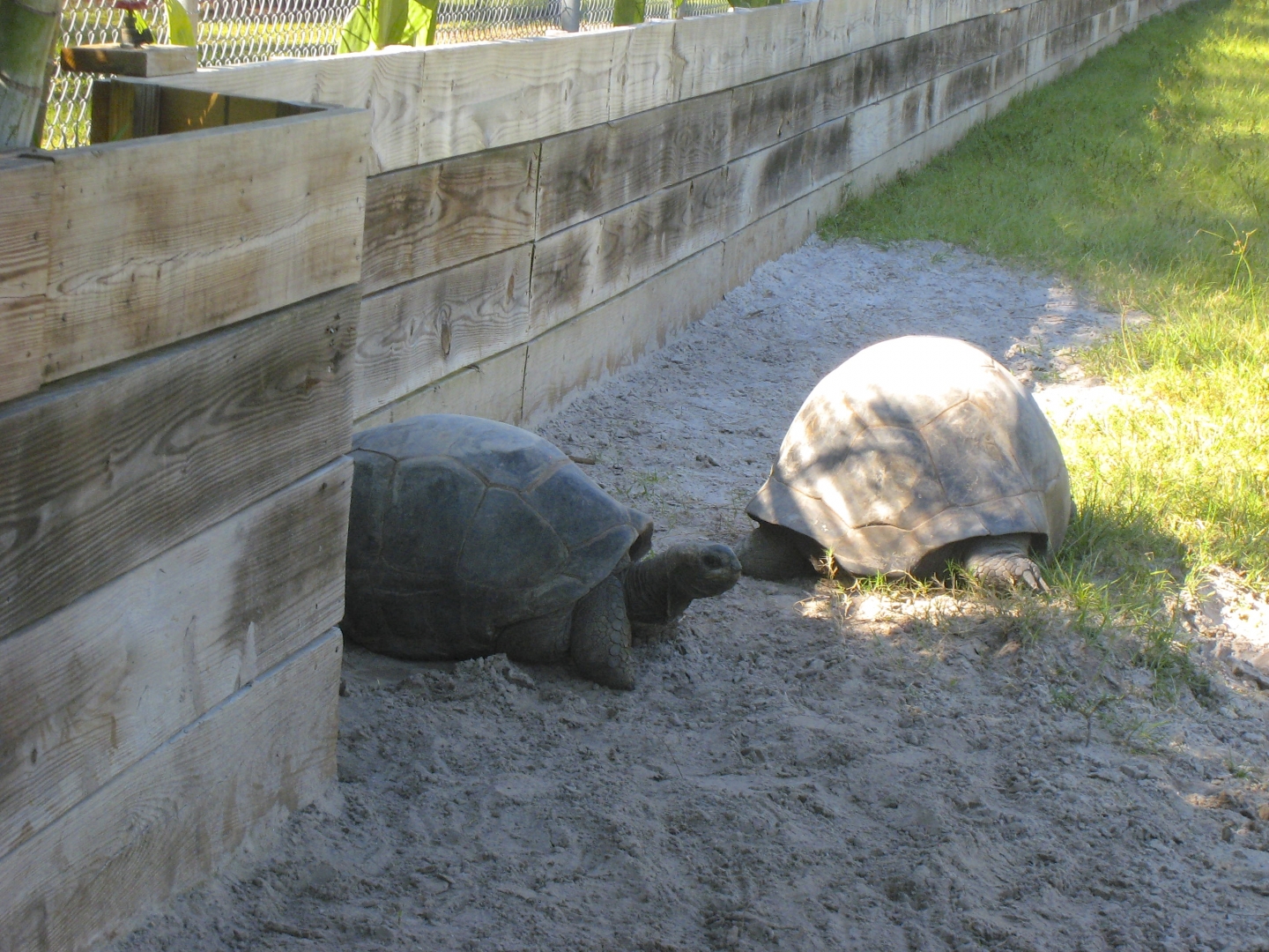 ALDABRA BREEDER