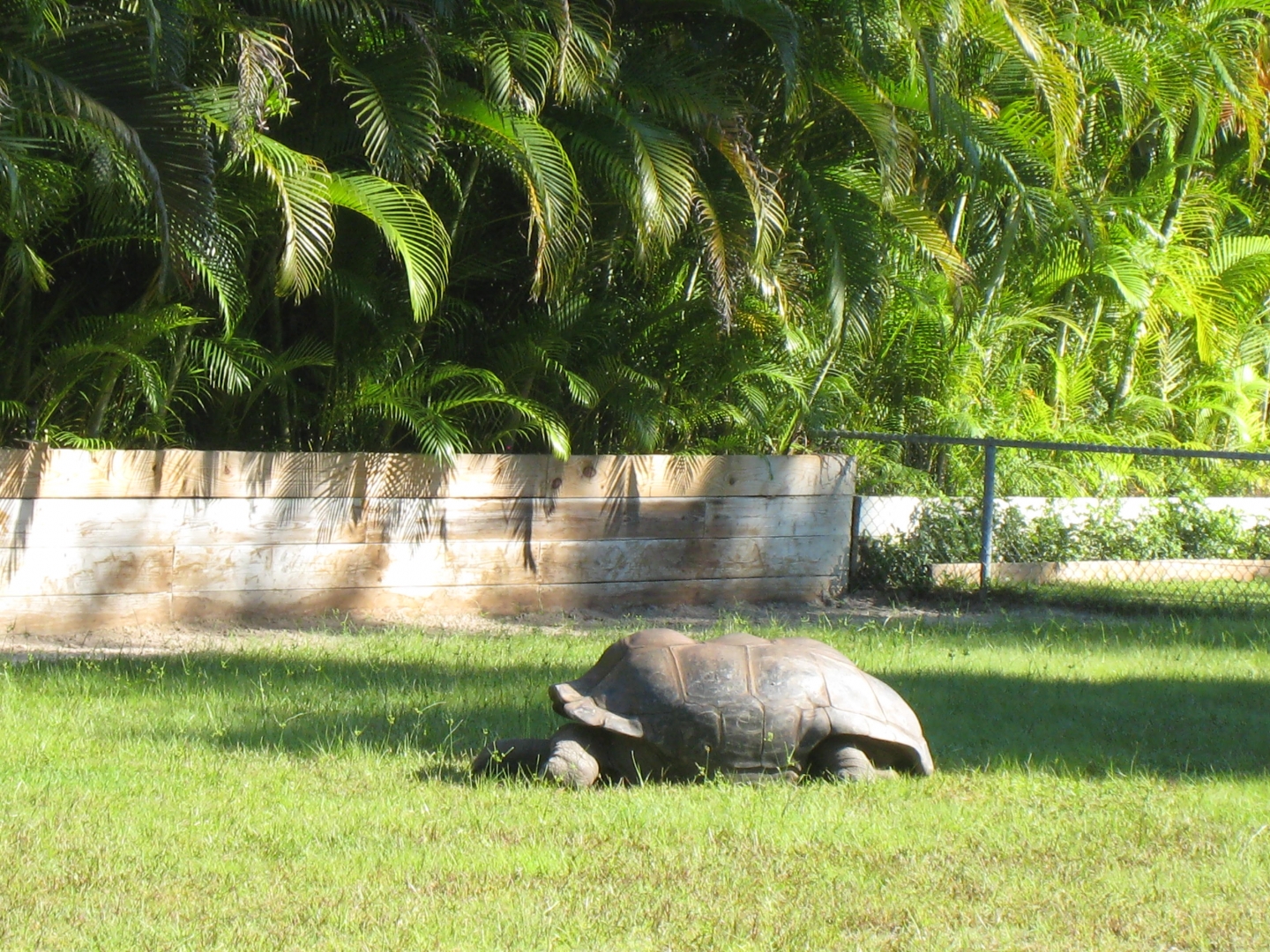 ALDABRA BREEDER
