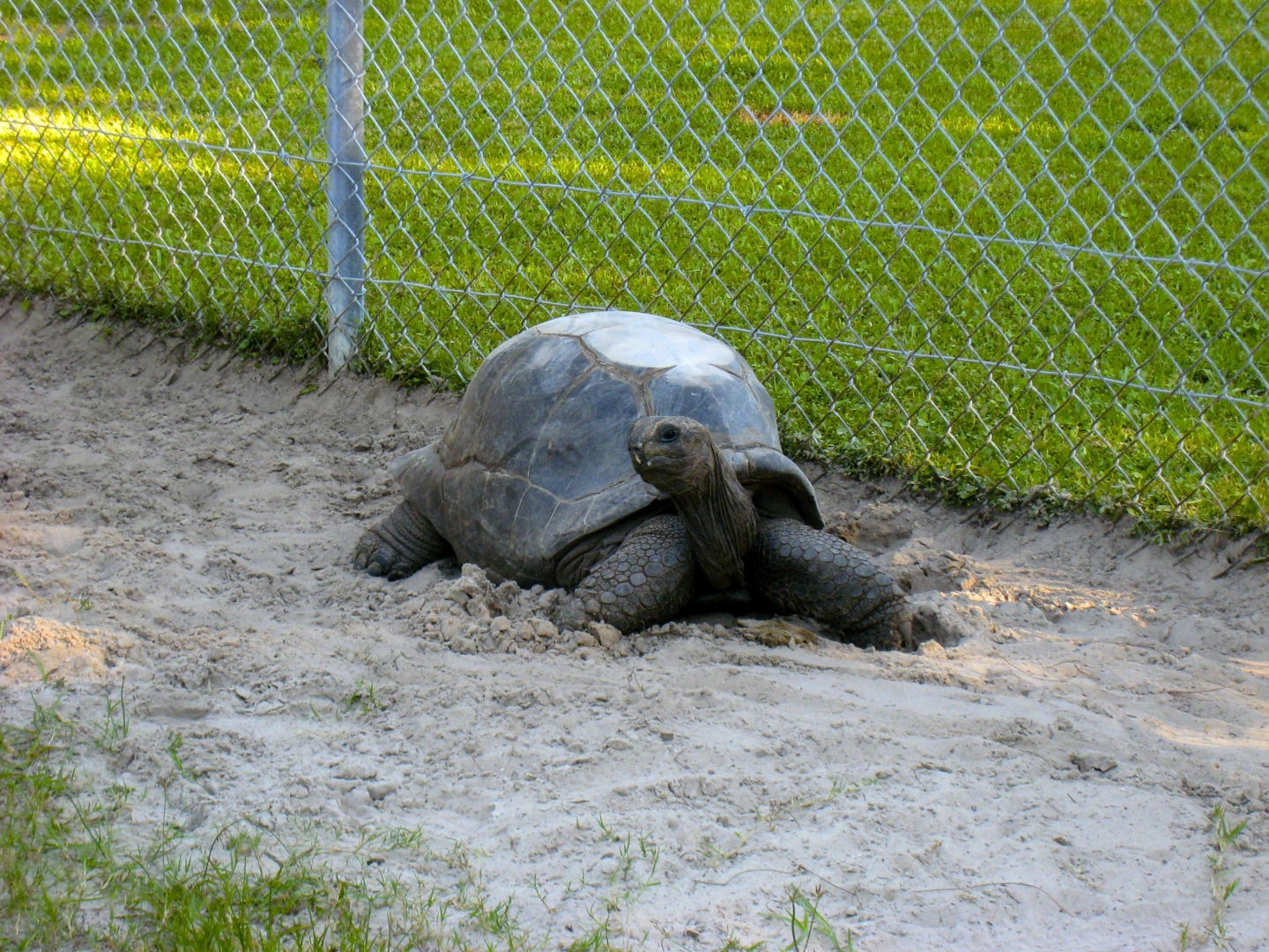ALDABRA BREEDER