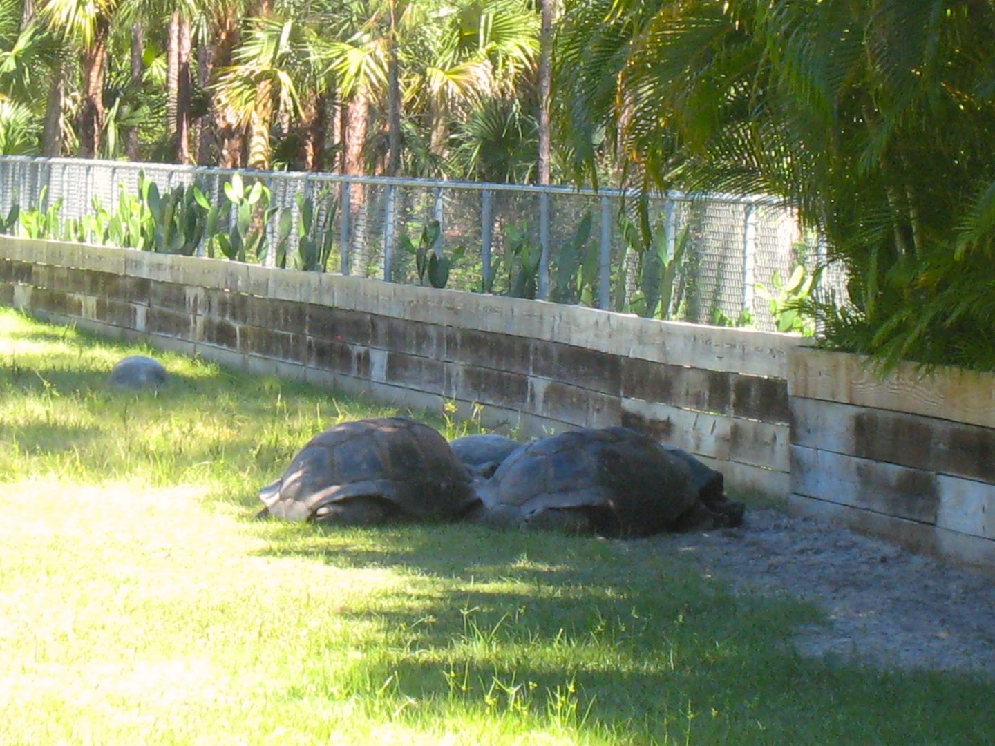 ALDABRA BREEDER