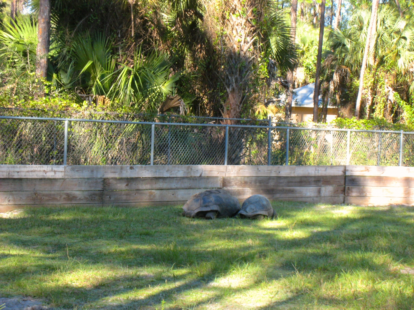 ALDABRA BREEDER