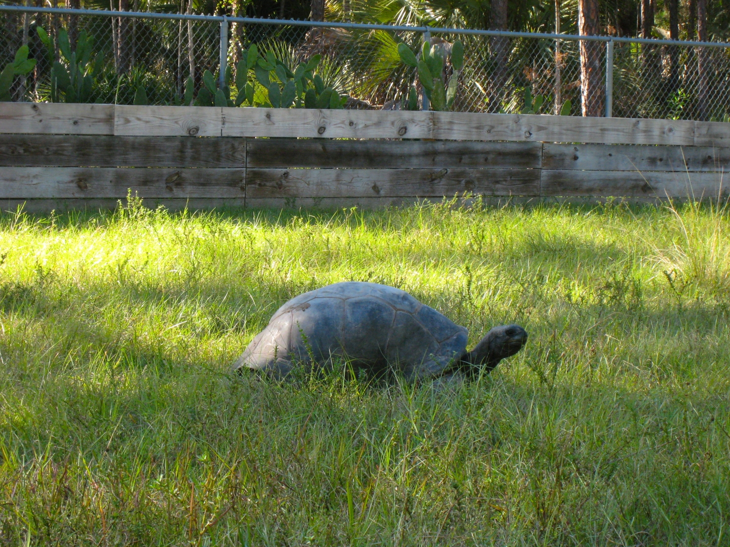 ALDABRA BREEDER
