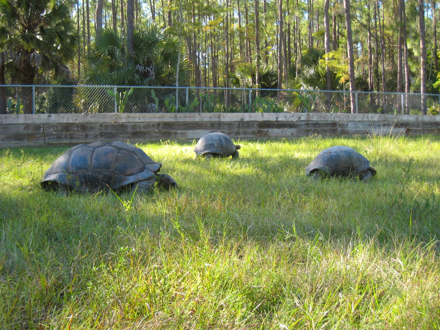 ALDABRA BREEDER