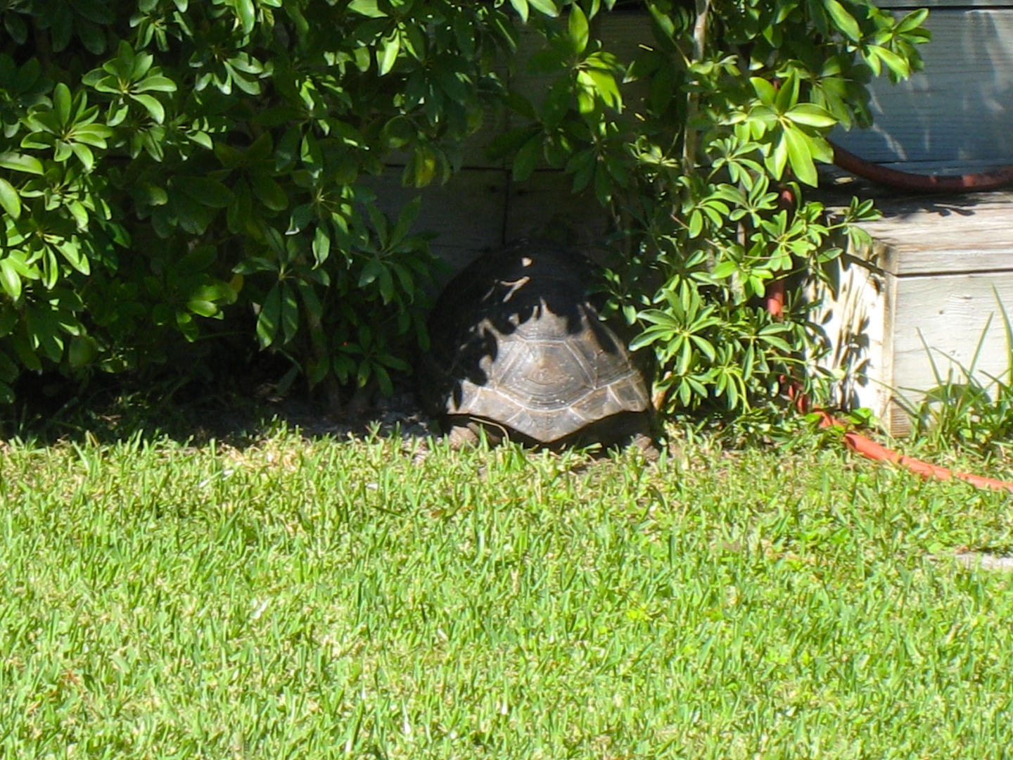 ALDABRA BREEDER