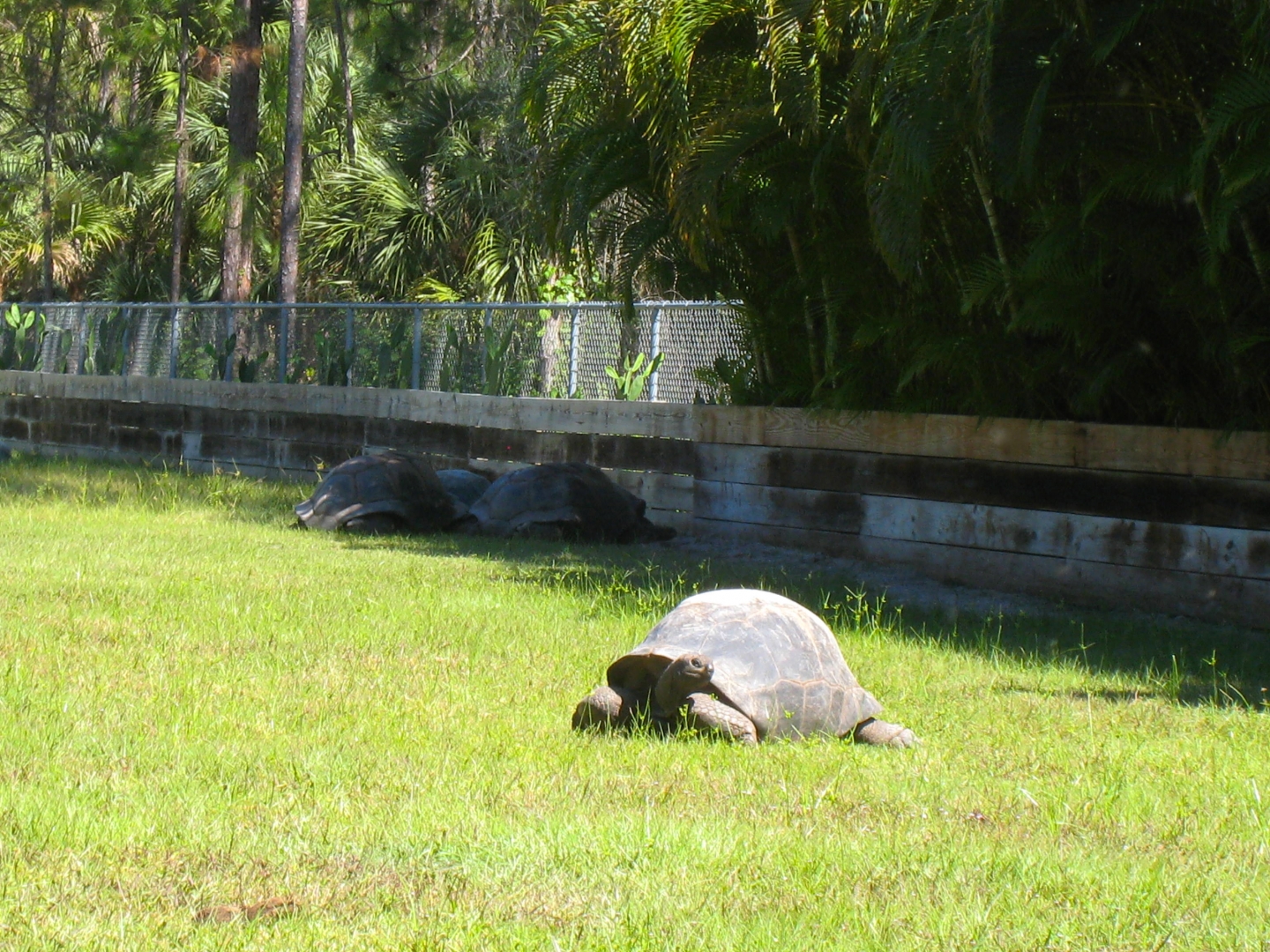 ALDABRA BREEDER