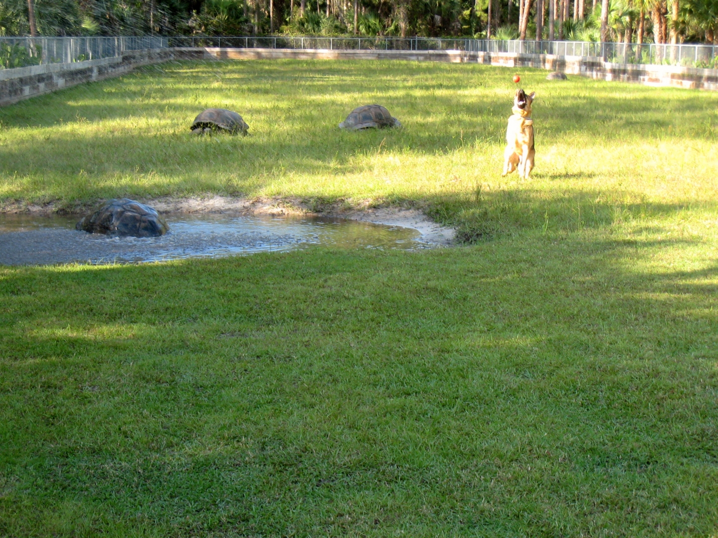 ALDABRA BREEDER