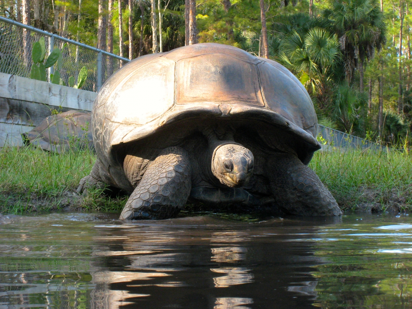 ALDABRA BREEDER