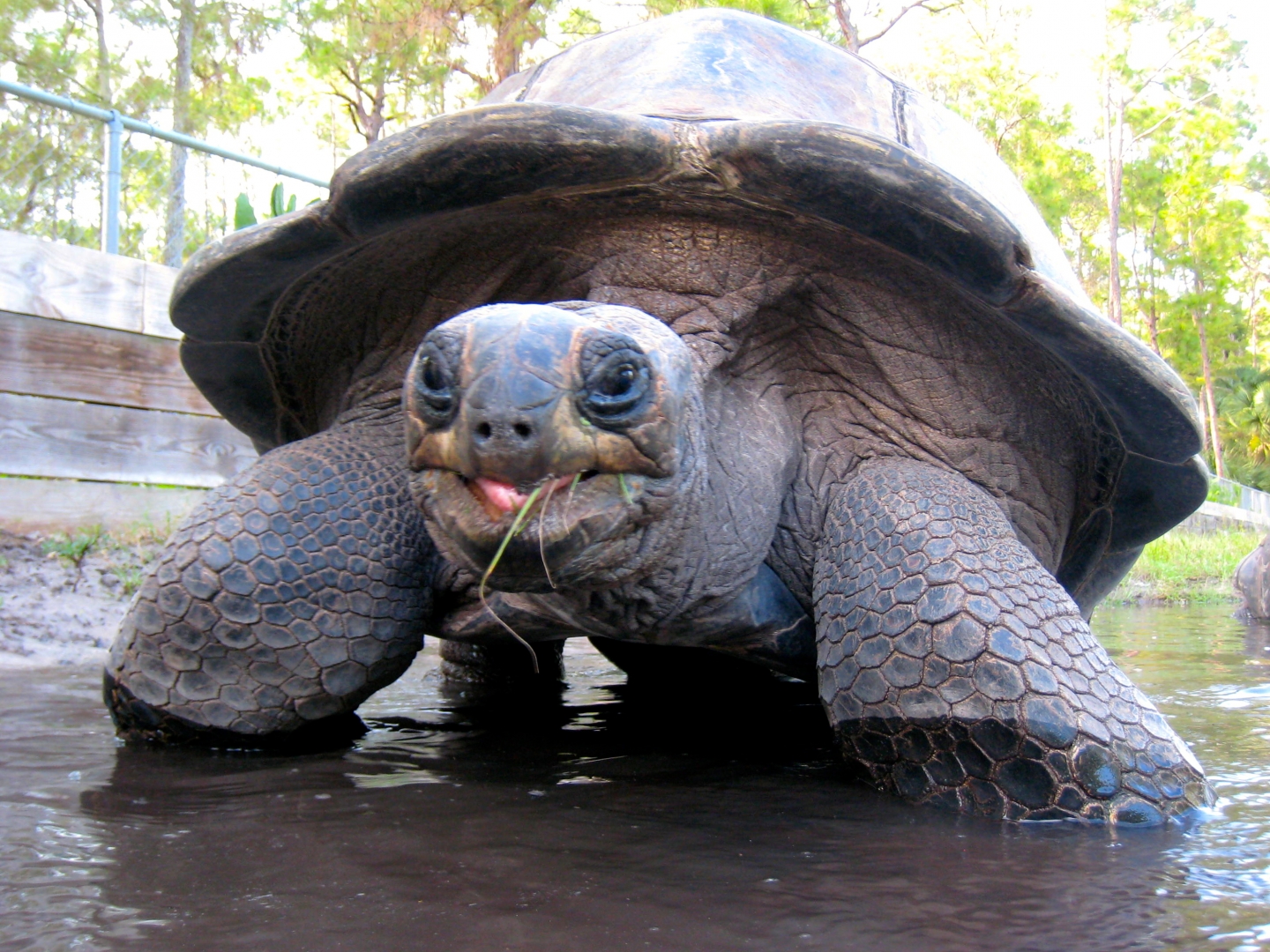 ALDABRA BREEDER