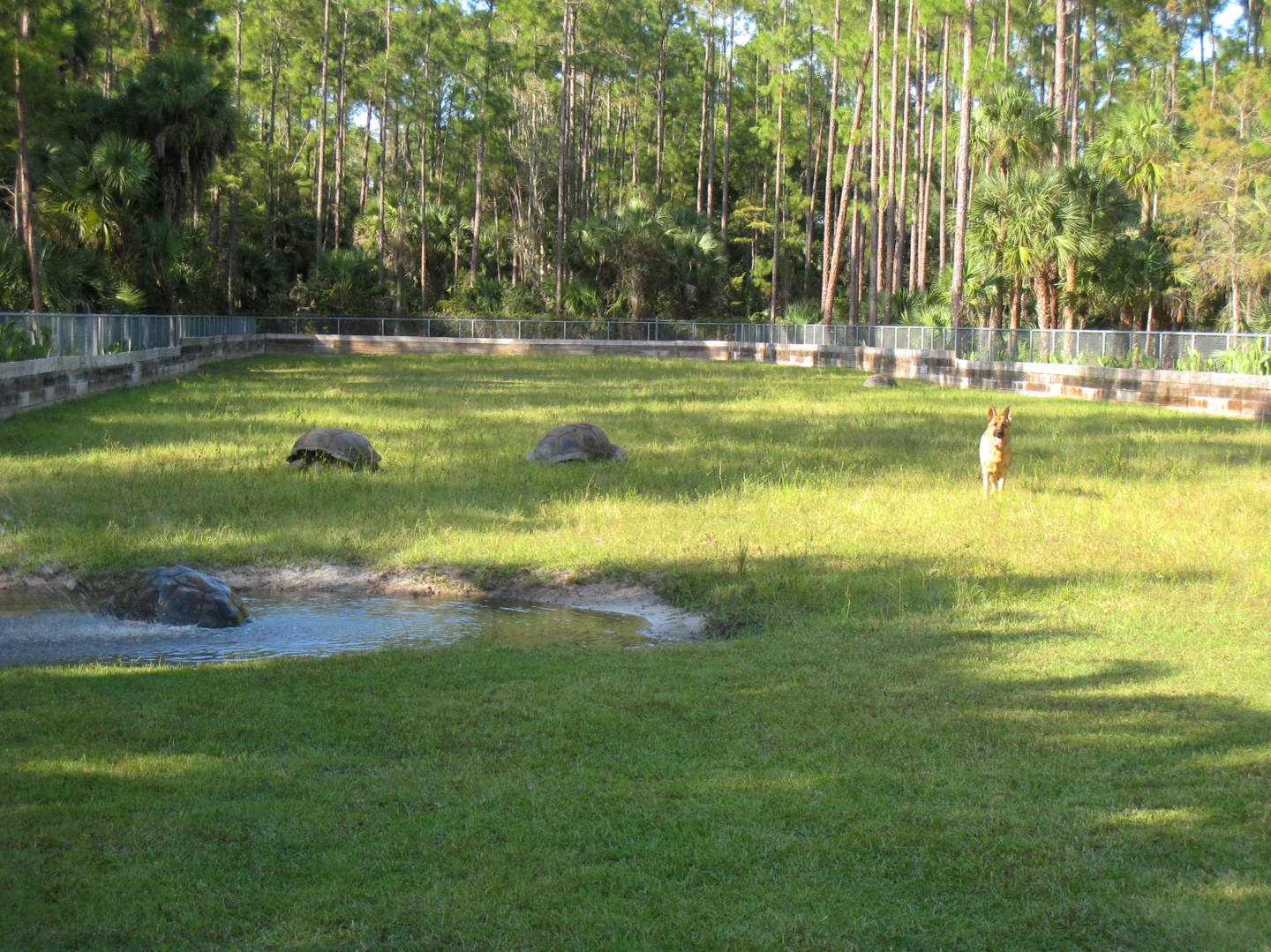 ALDABRA BREEDER