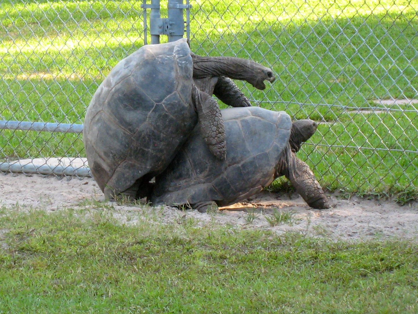 ALDABRA BREEDER