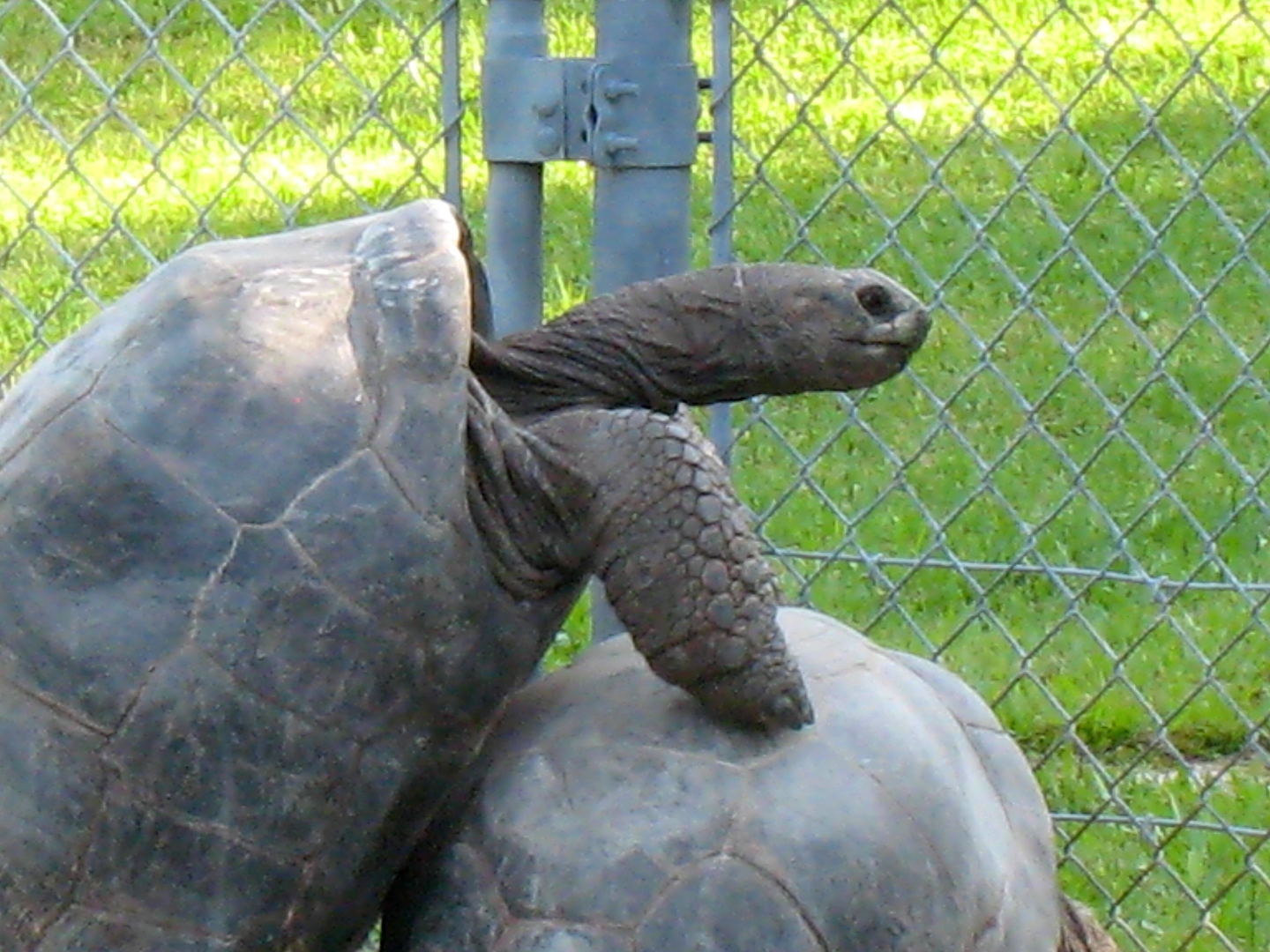 ALDABRA BREEDER