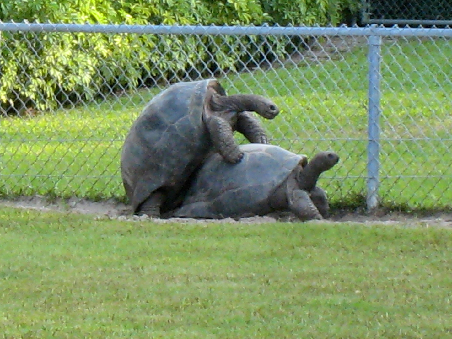 ALDABRA BREEDER