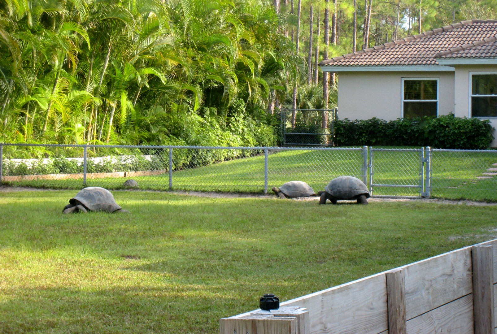 ALDABRA BREEDER
