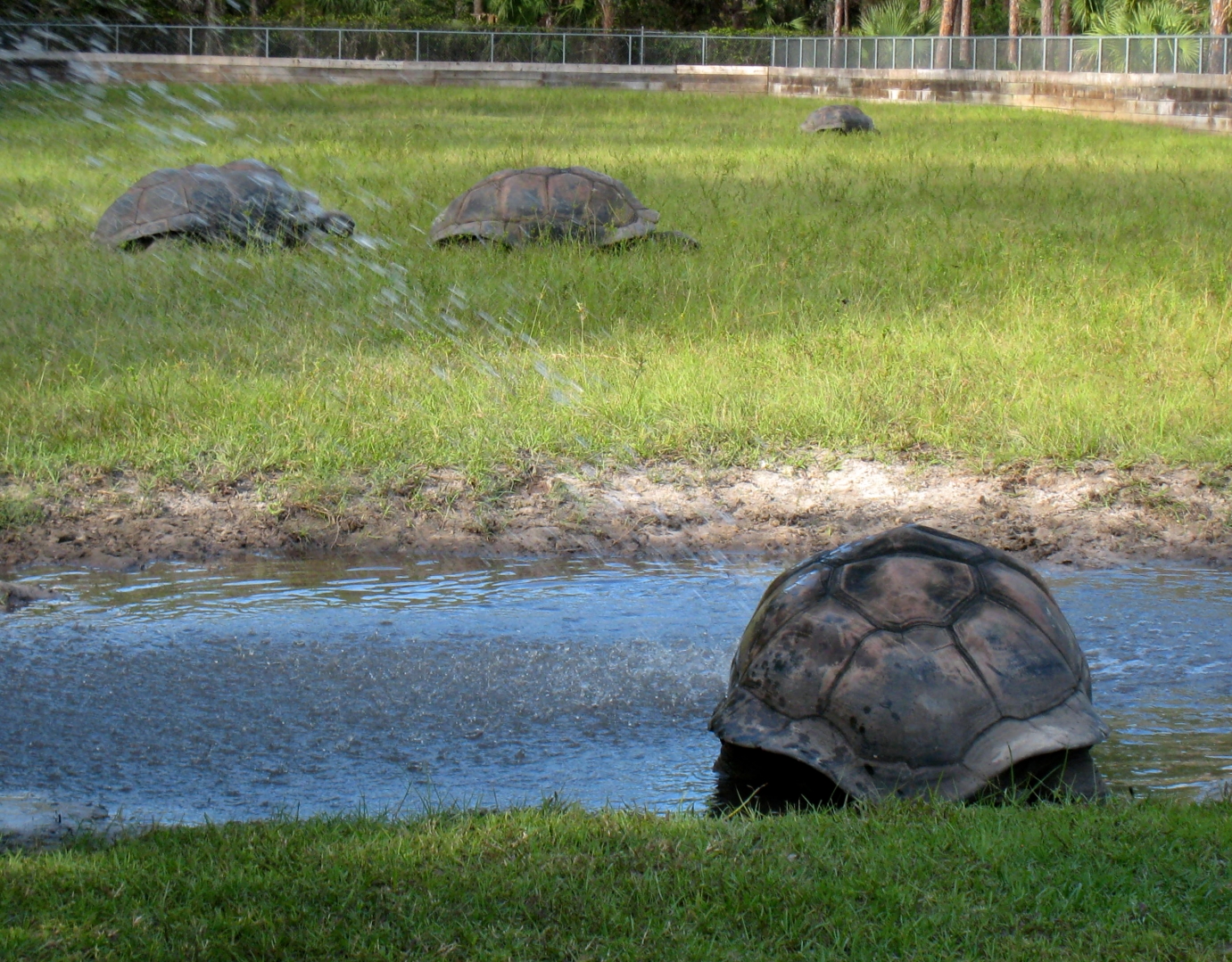ALDABRA BREEDER