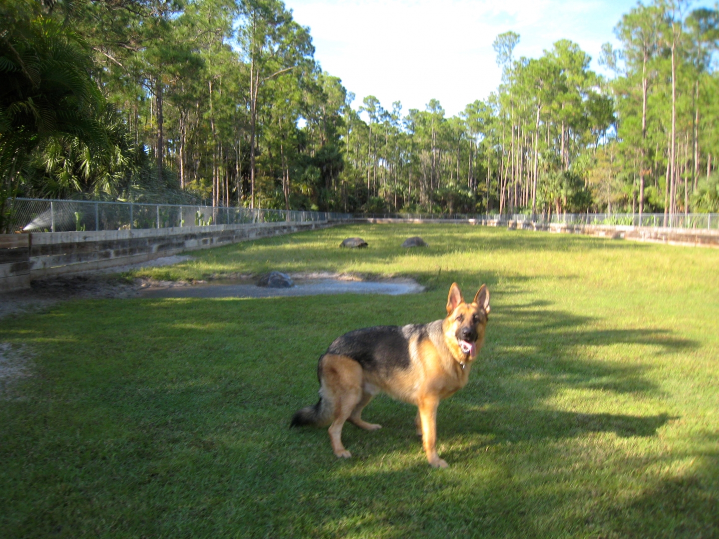ALDABRA BREEDER