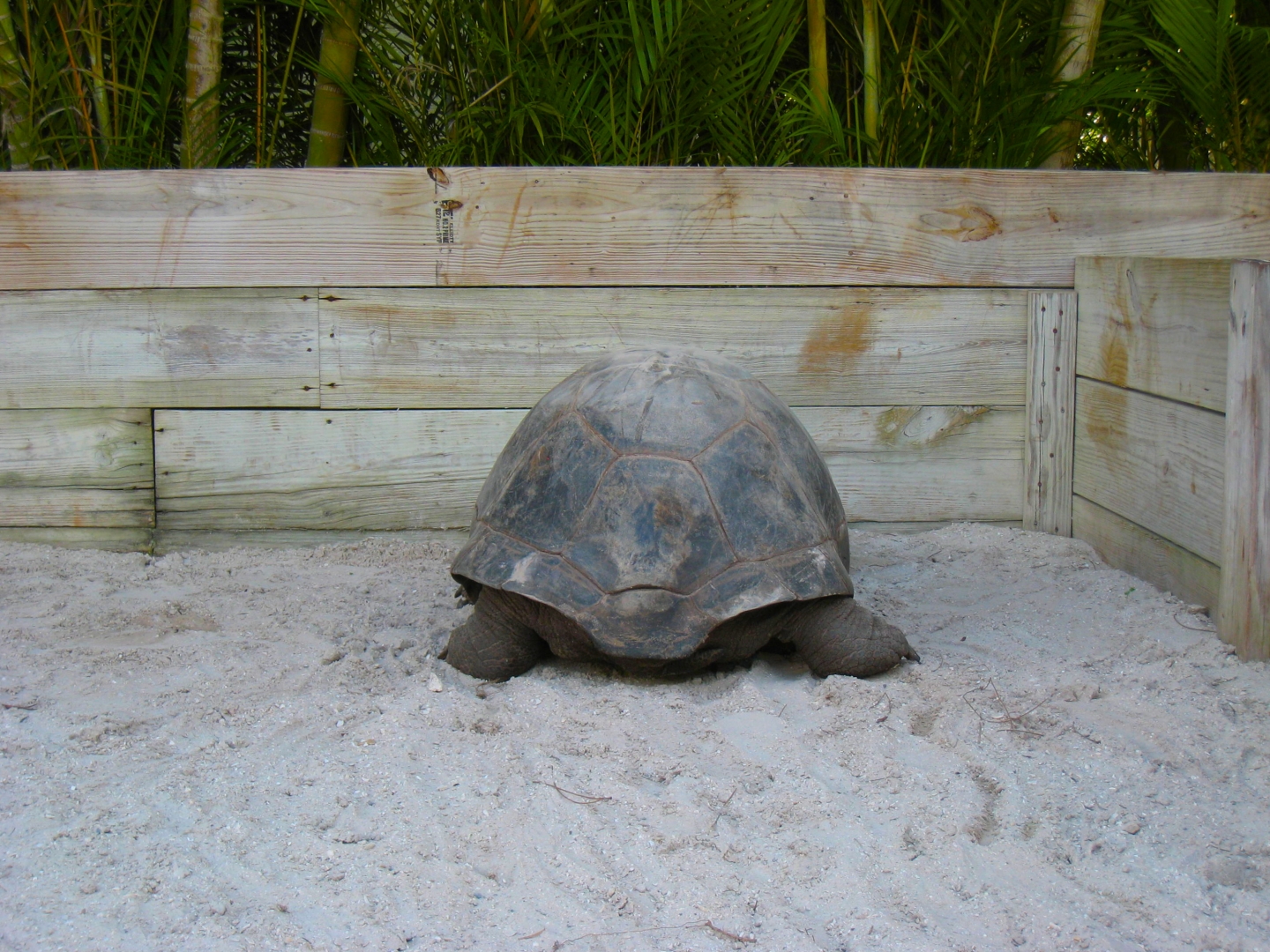 ALDABRA BREEDER