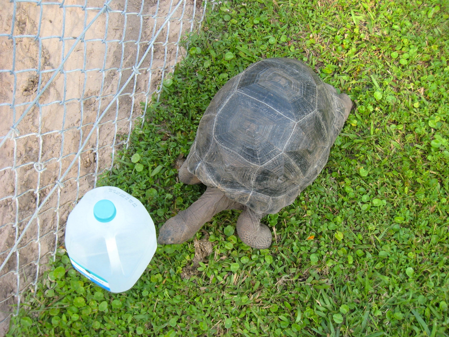 ALDABRA BREEDER