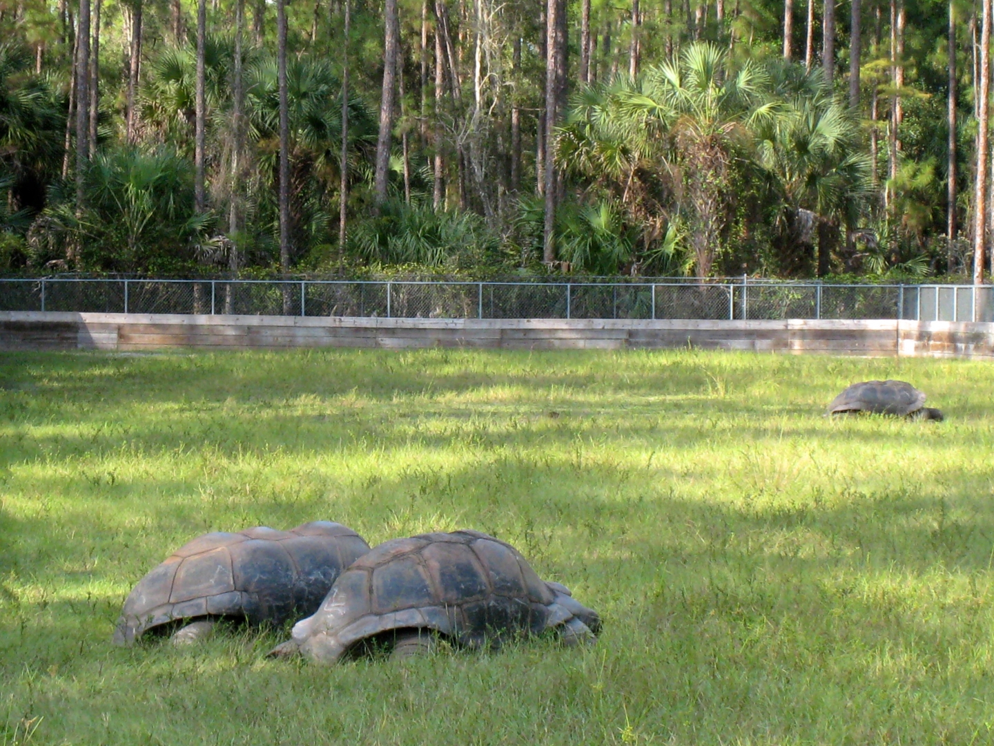 ALDABRA BREEDER