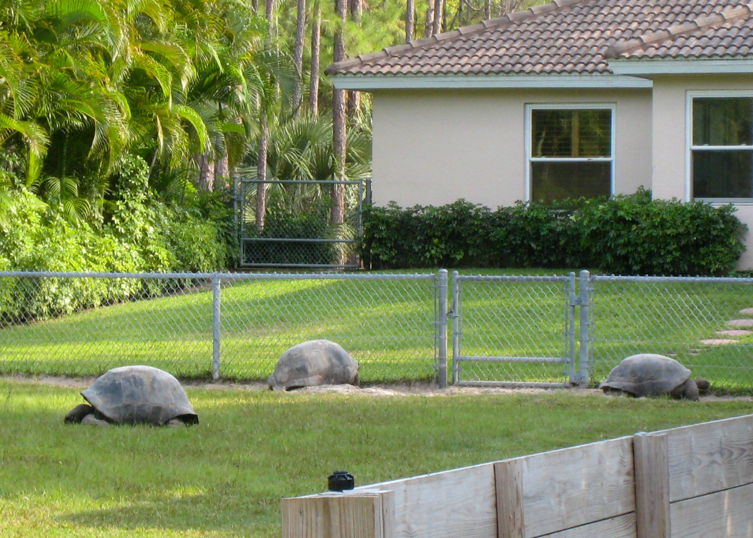 ALDABRA BREEDER