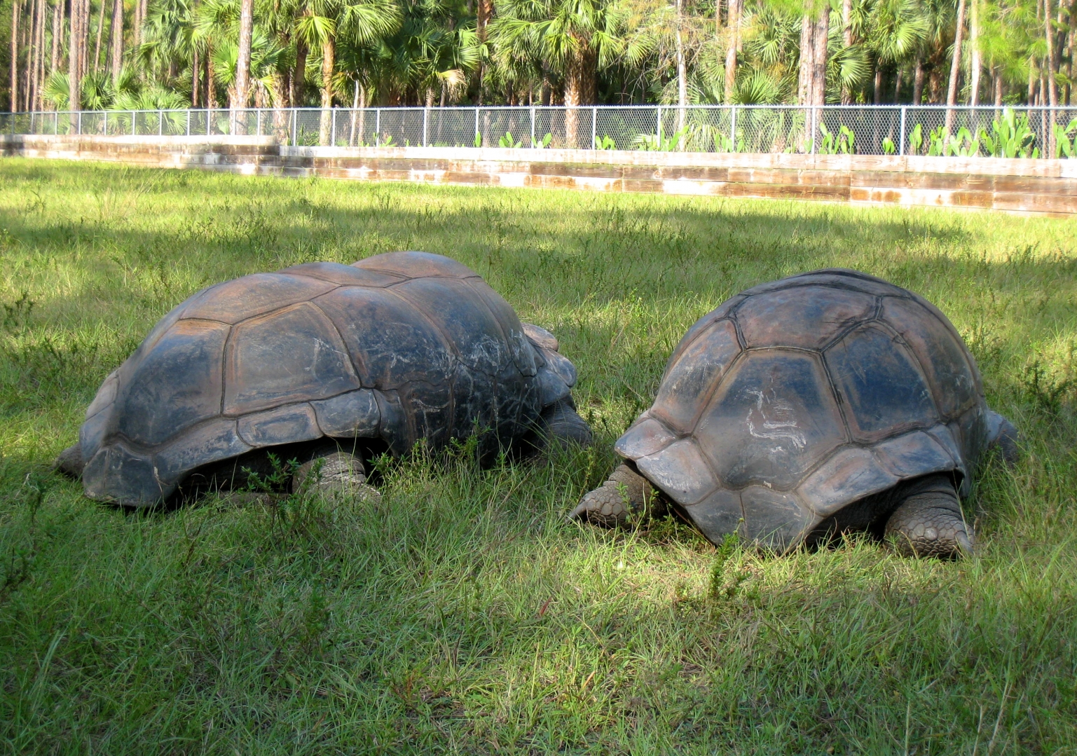 ALDABRA BREEDER