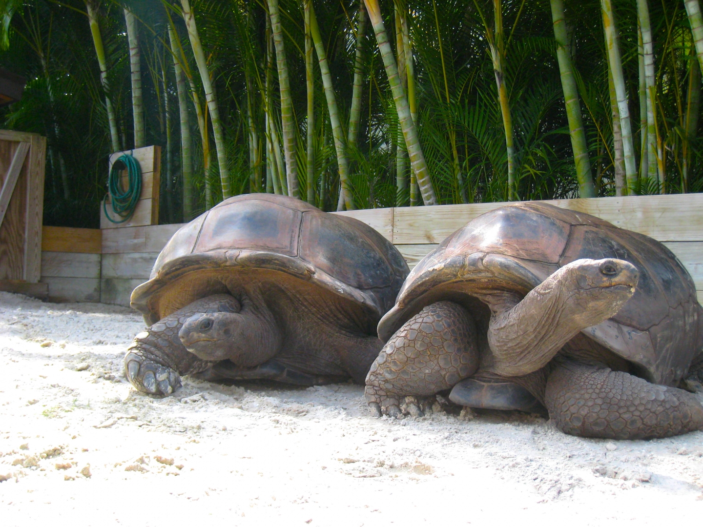 ALDABRA BREEDER