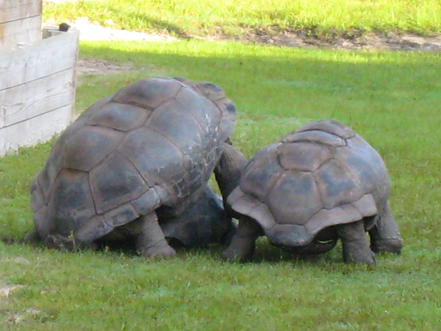 ALDABRA BREEDER