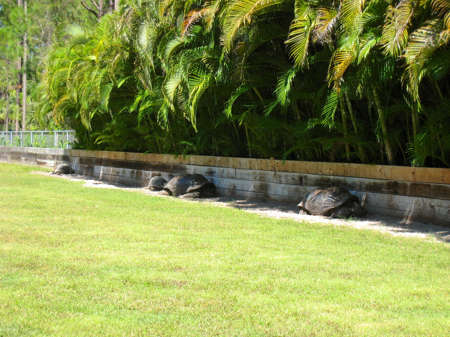 ALDABRA BREEDER