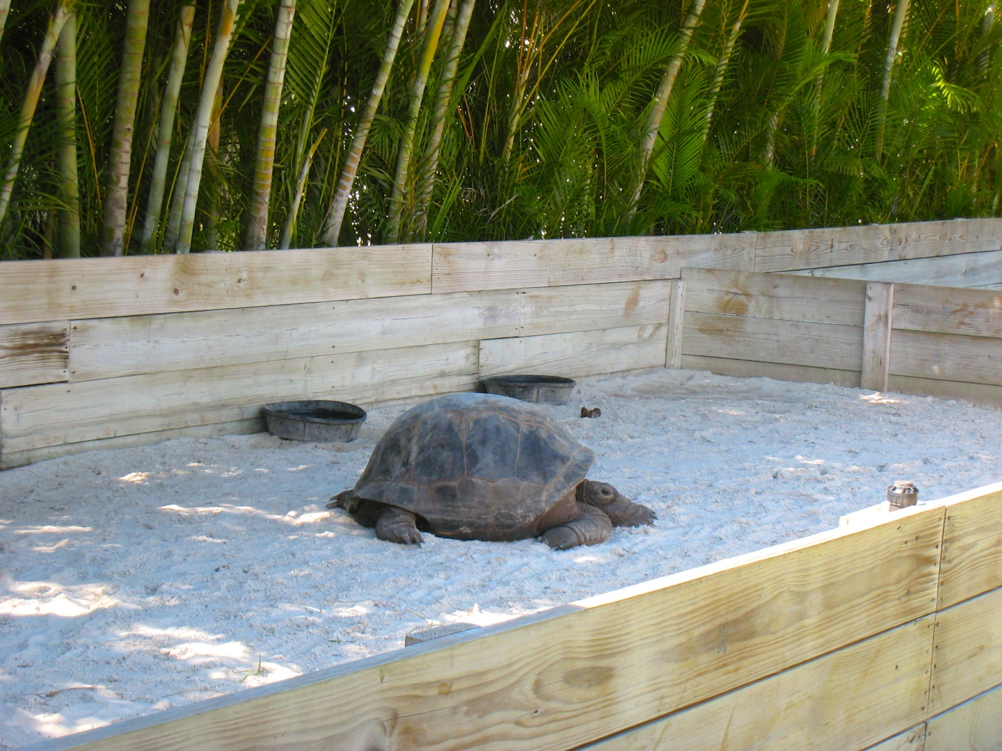 ALDABRA BREEDER