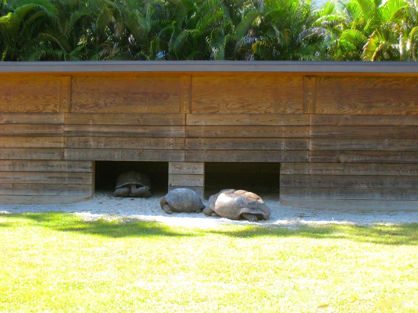 ALDABRA BREEDER