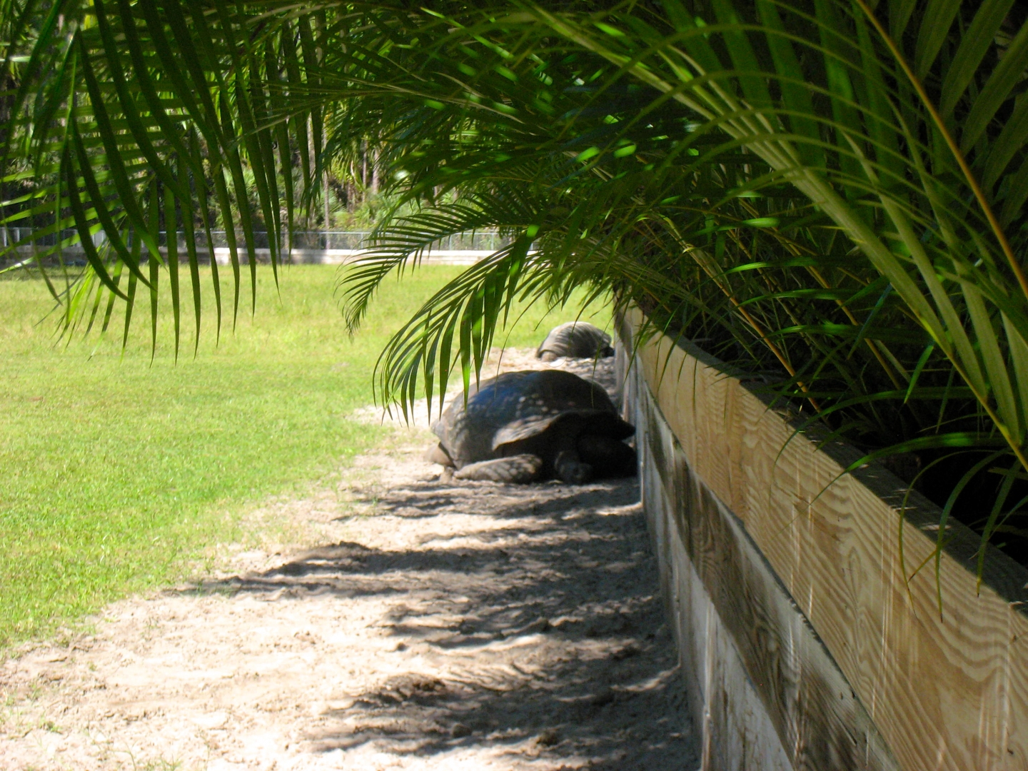 ALDABRA BREEDER