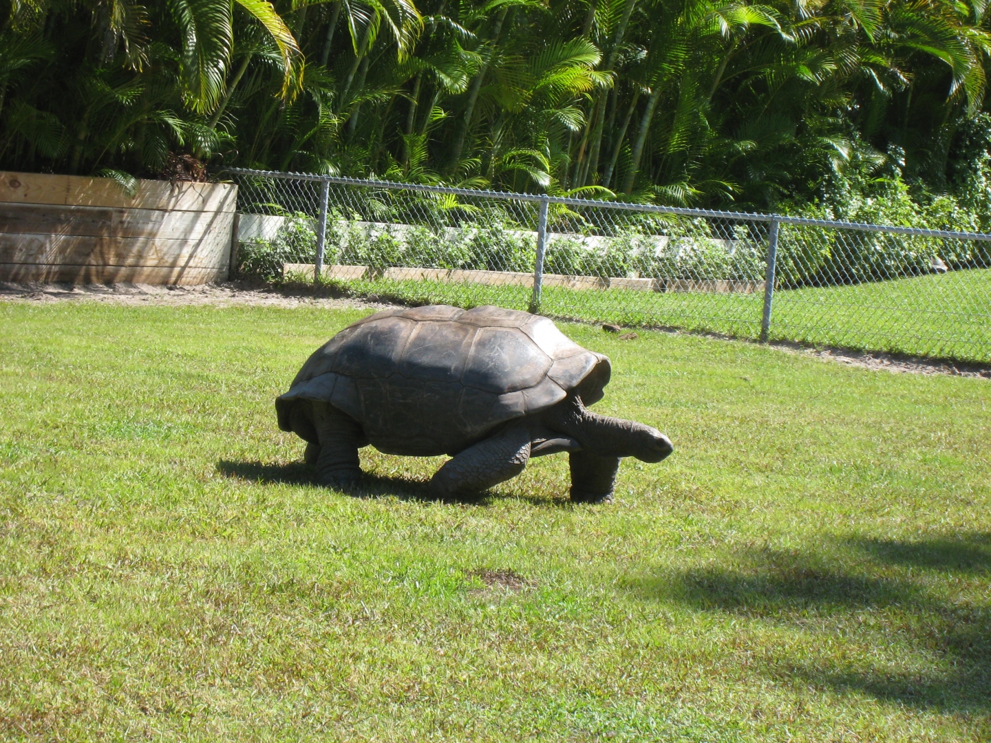 ALDABRA BREEDER