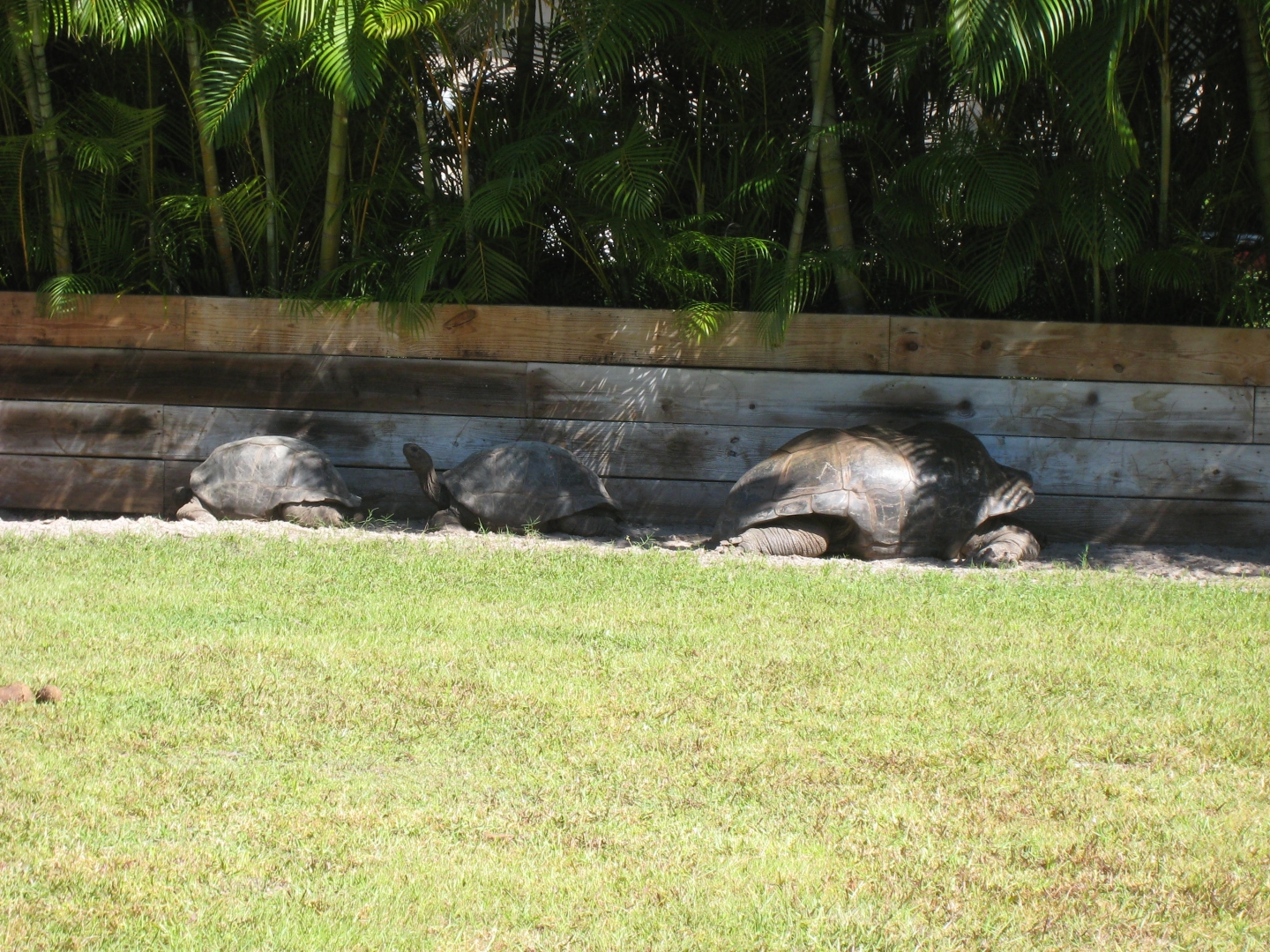 ALDABRA BREEDER