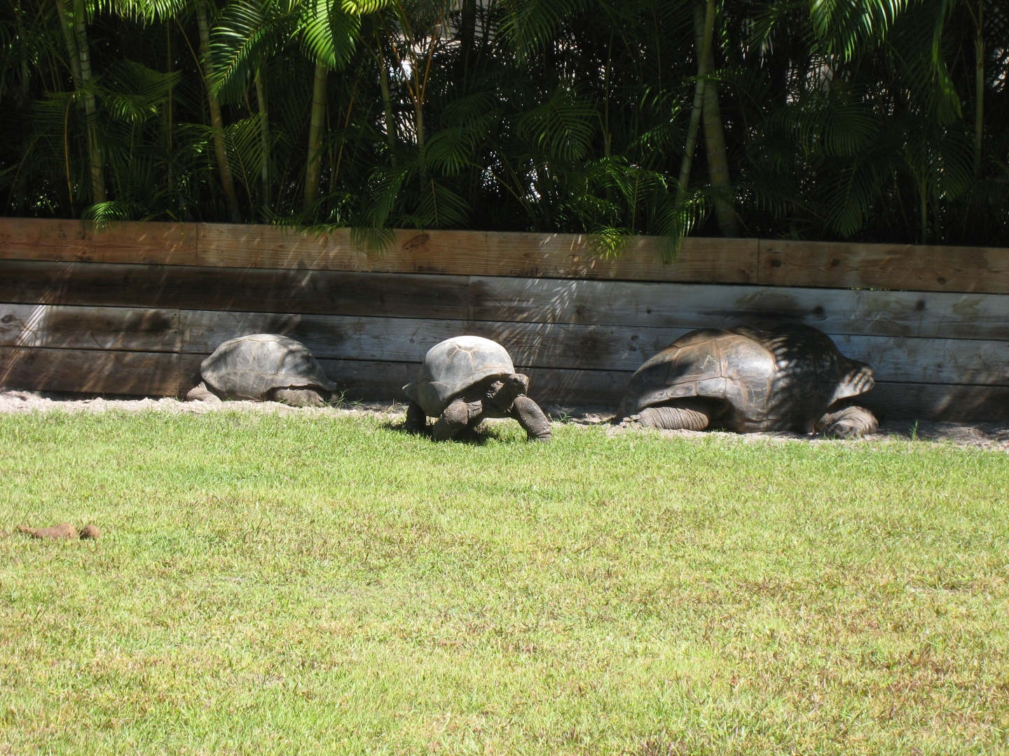 ALDABRA BREEDER