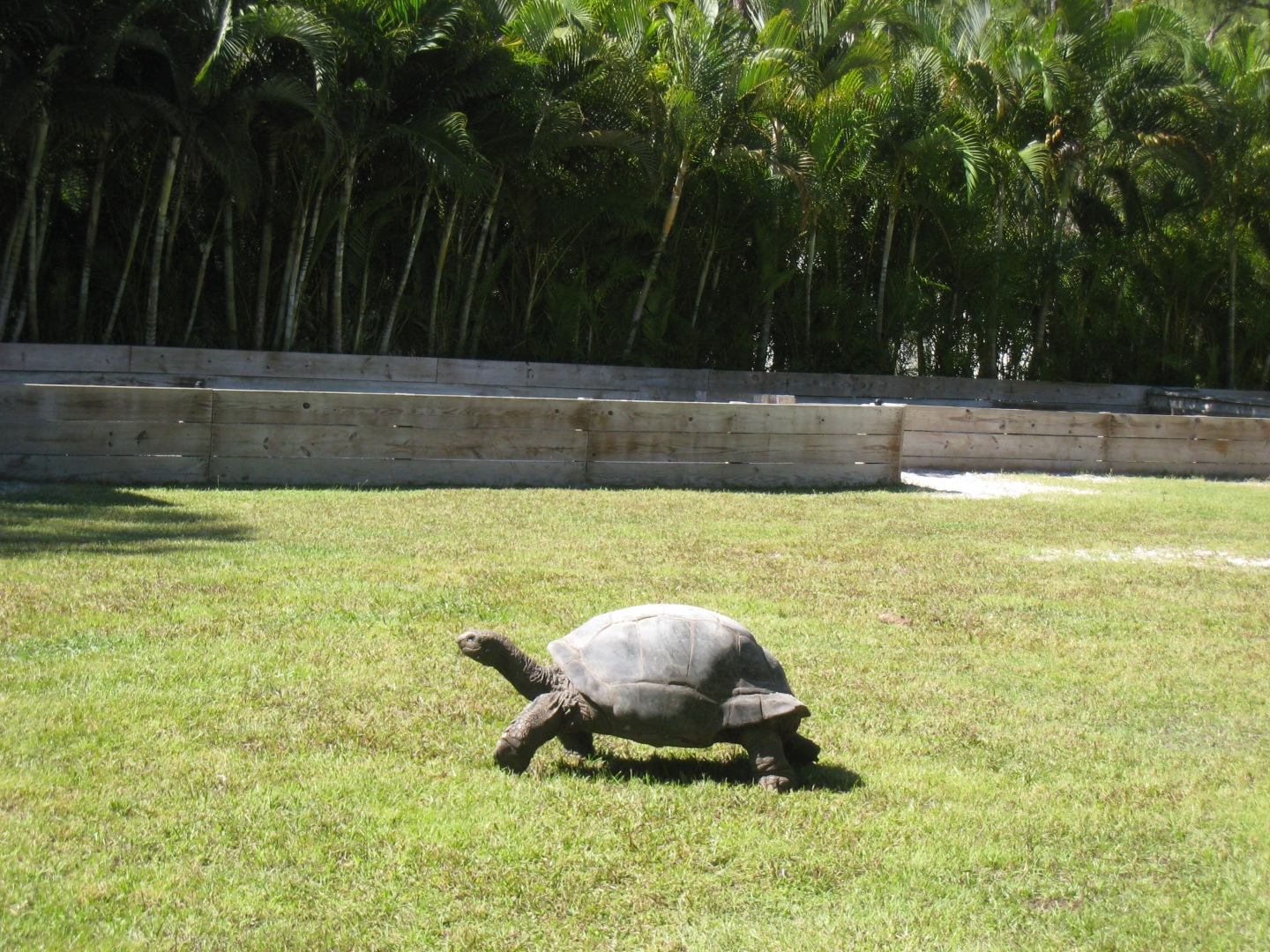 ALDABRA BREEDER