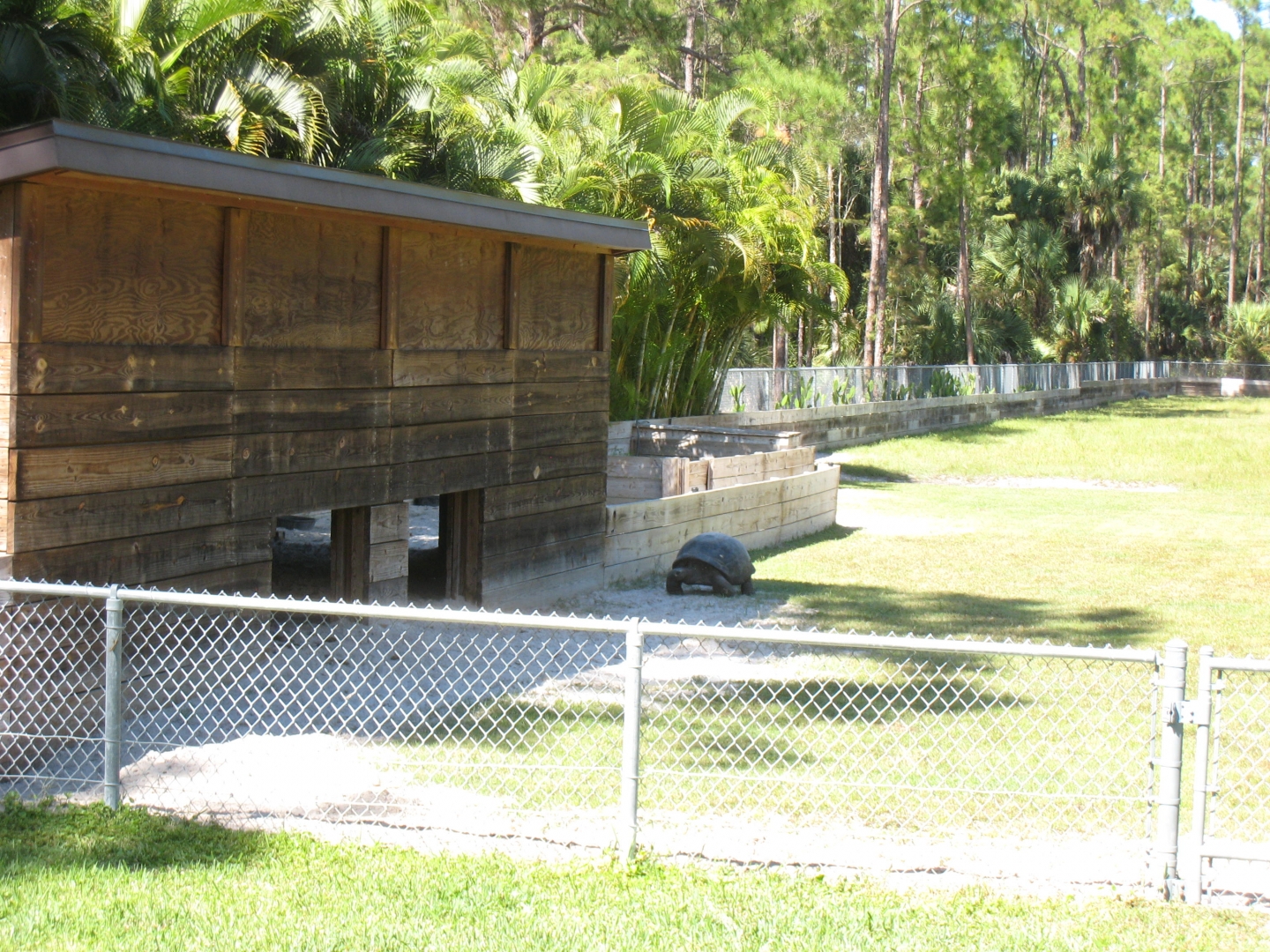 ALDABRA BREEDER