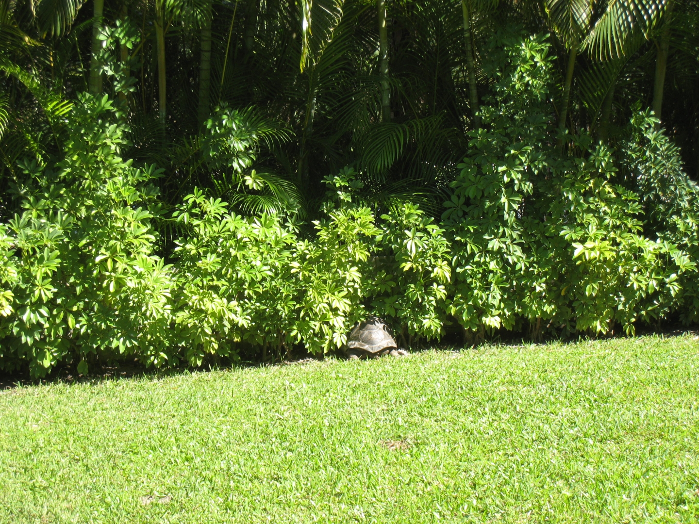 ALDABRA BREEDER