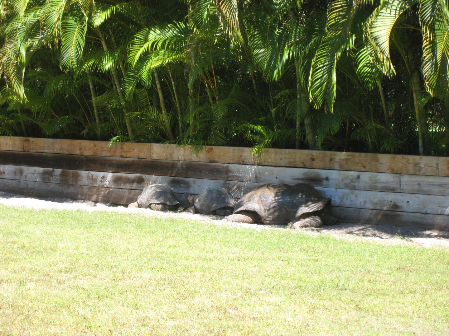 ALDABRA BREEDER