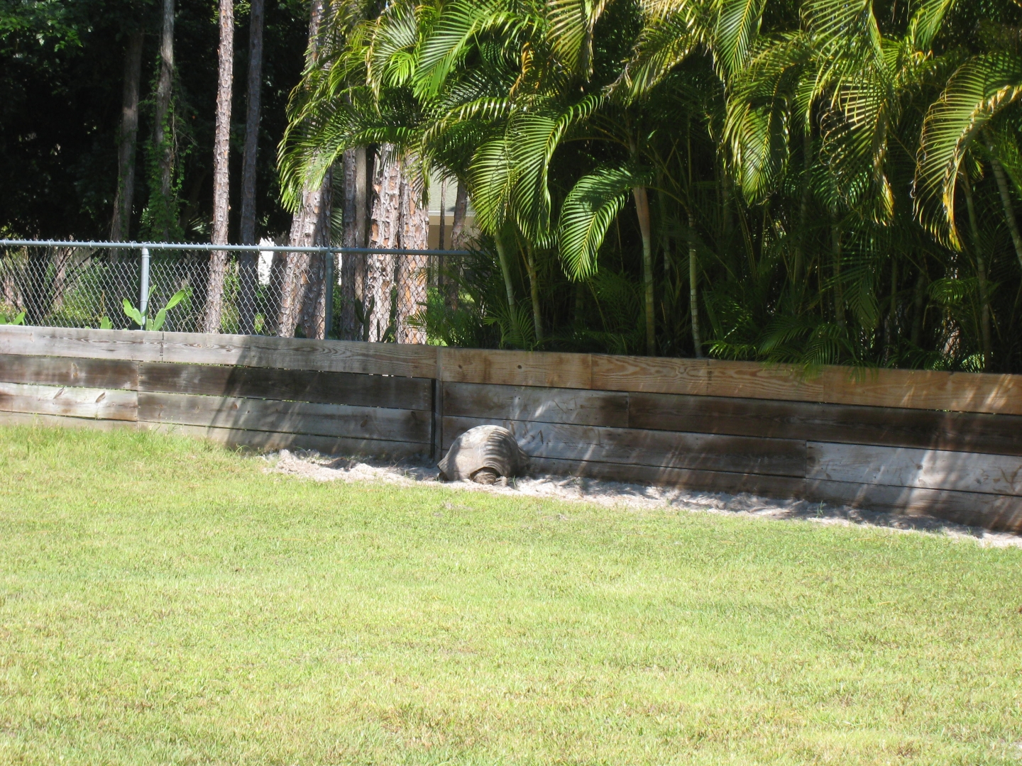 ALDABRA BREEDER