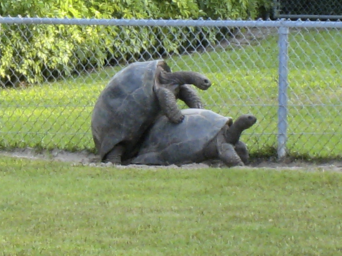 ALDABRA BREEDER