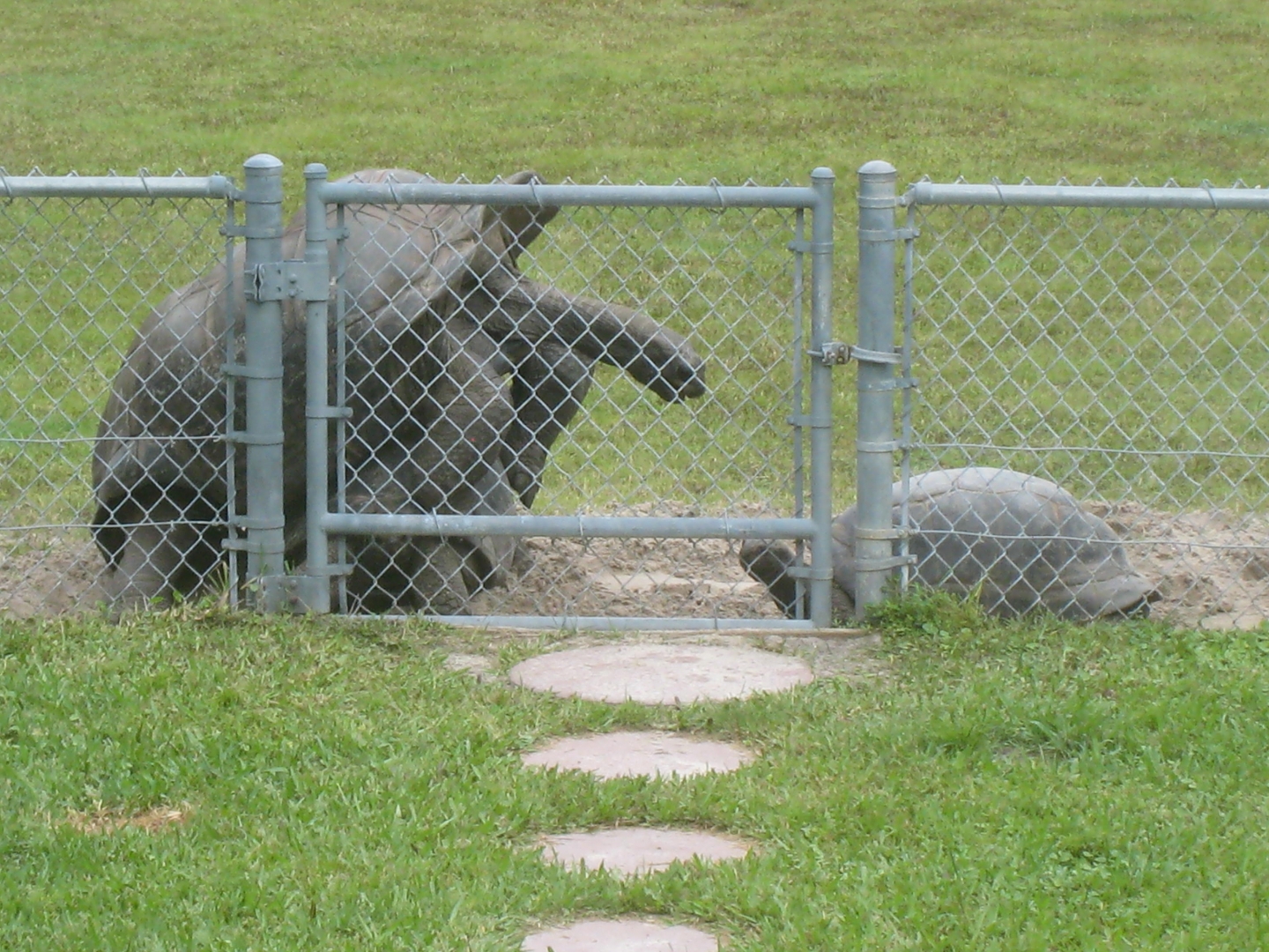 ALDABRA BREEDER