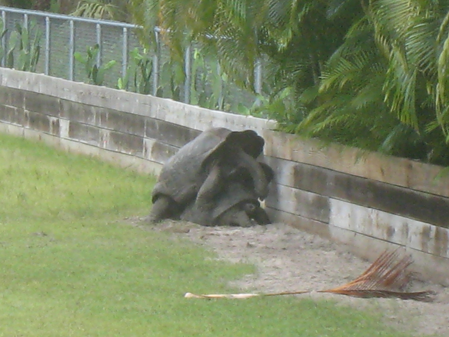 ALDABRA BREEDER