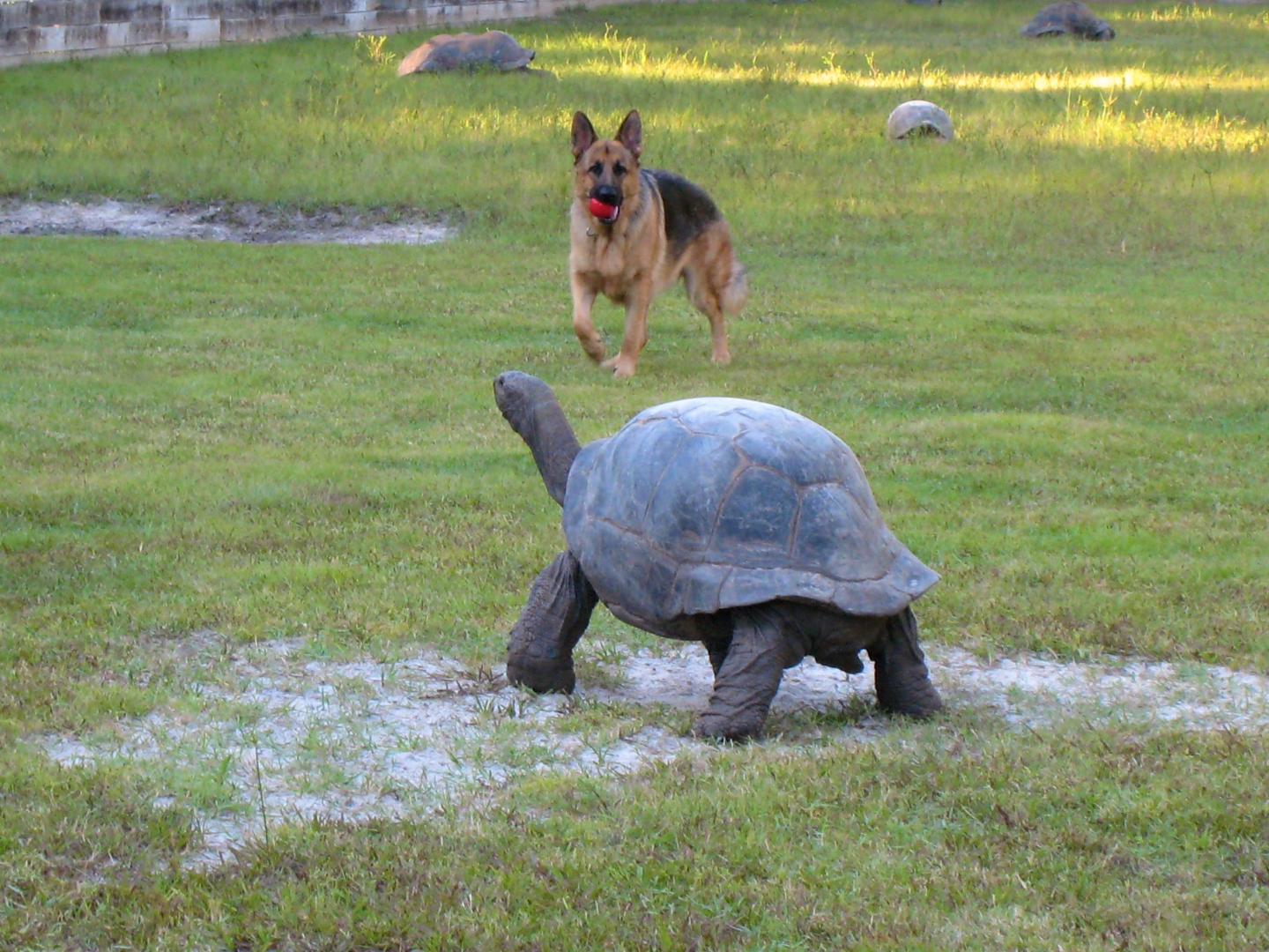 ALDABRA BREEDER