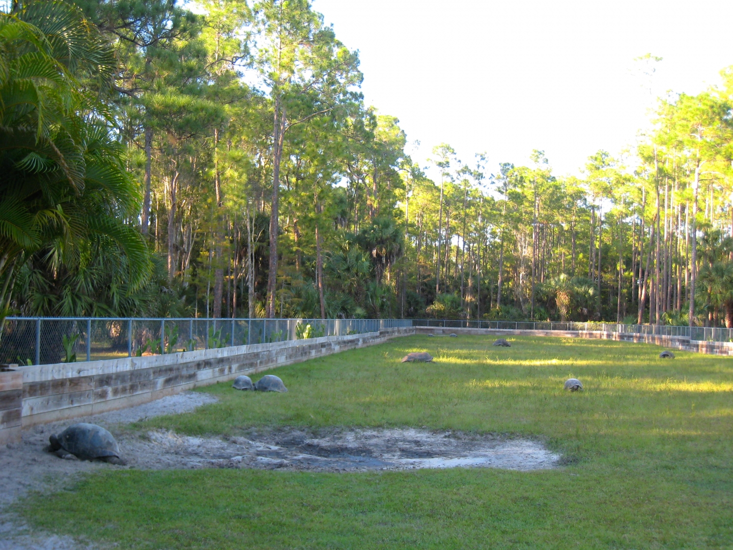 ALDABRA BREEDER