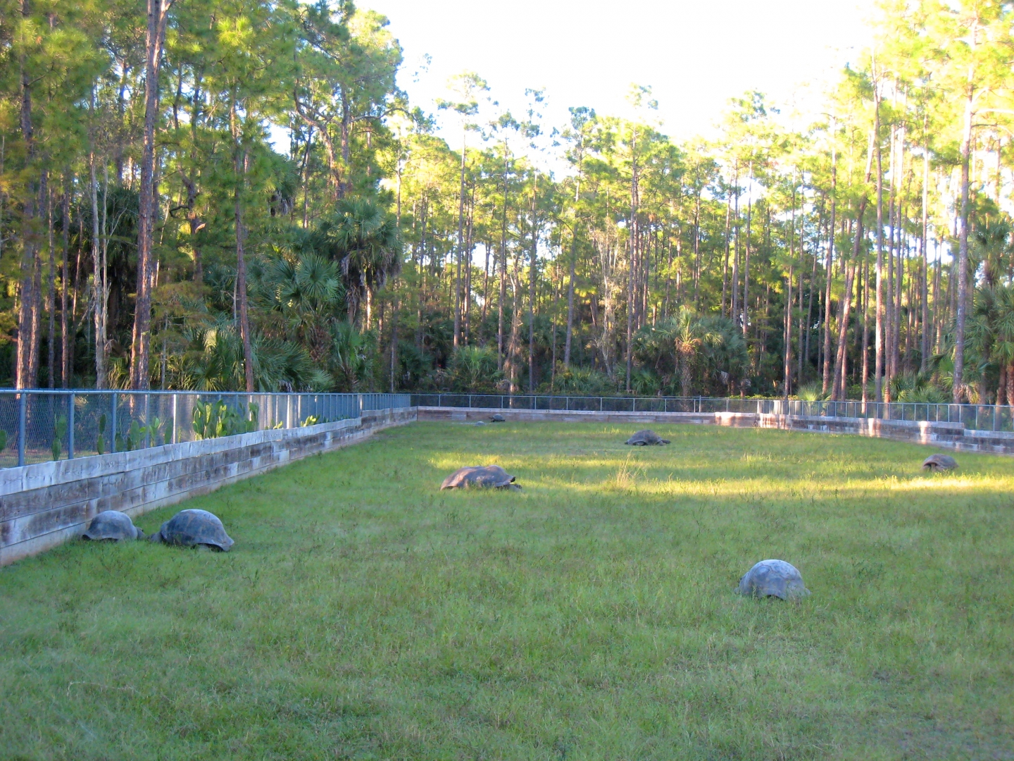ALDABRA BREEDER