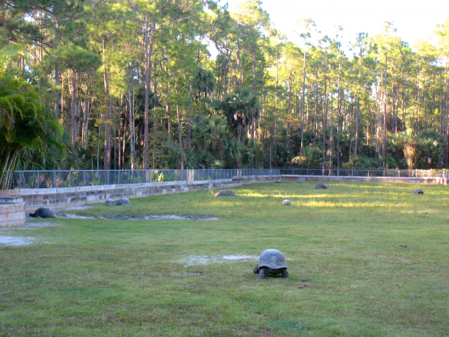 ALDABRA BREEDER