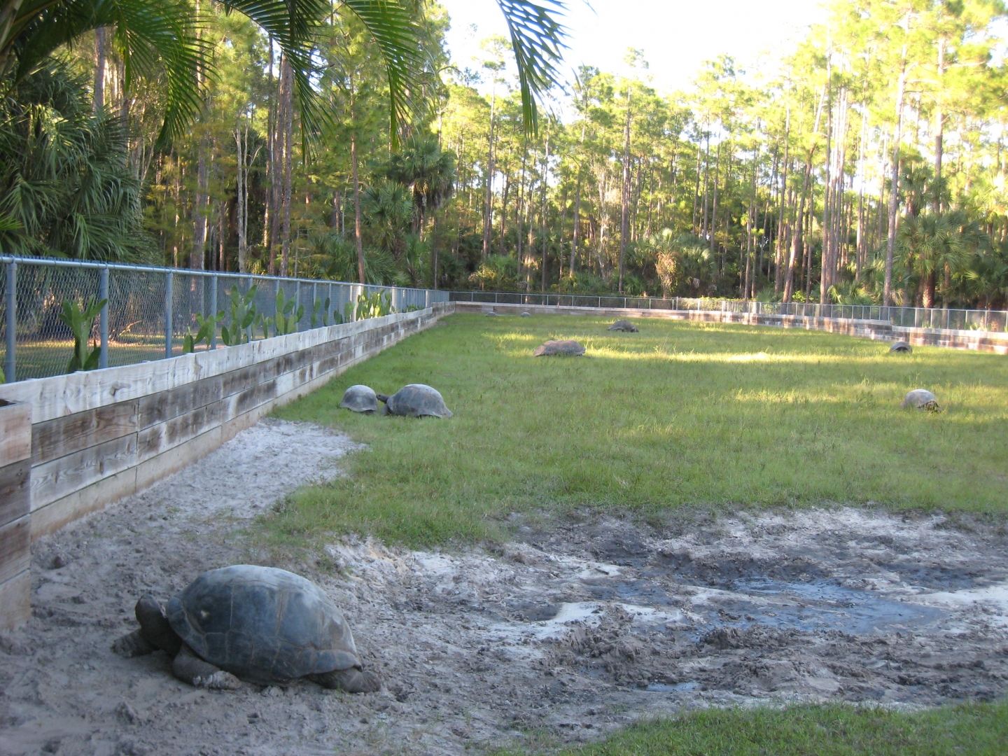 ALDABRA BREEDER