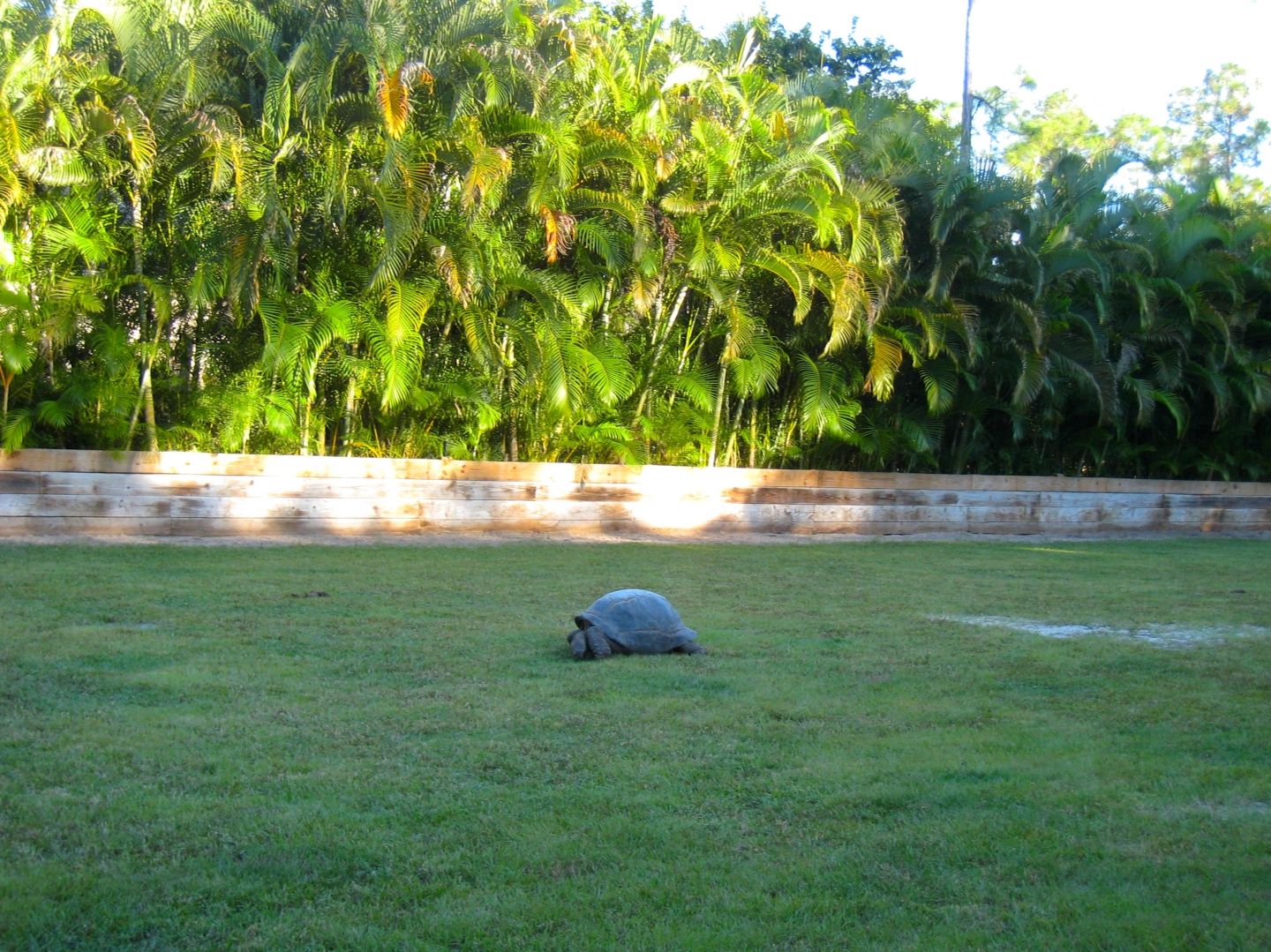 ALDABRA BREEDER